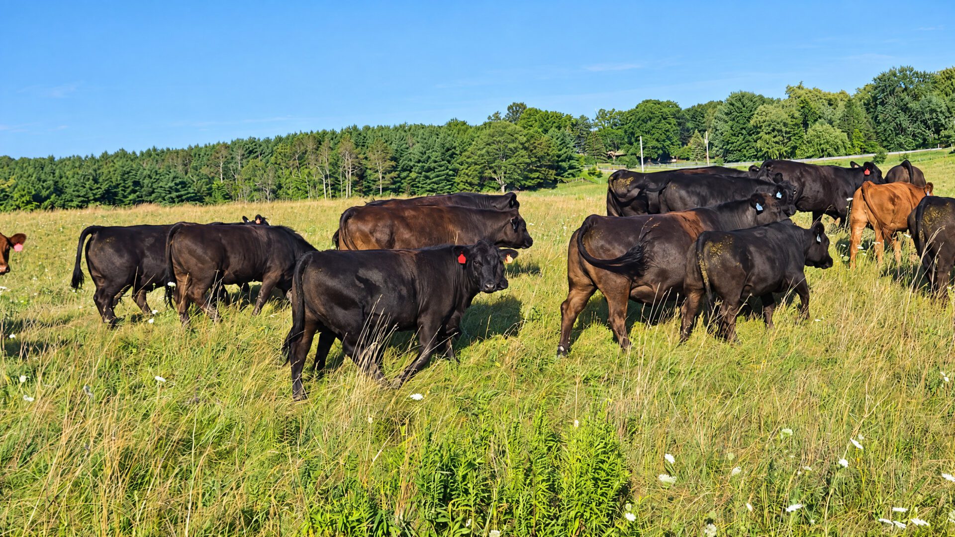 Black and brown cattle grazing in a sunlit green field